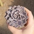 Echeveria Shaviana Pink Frilss