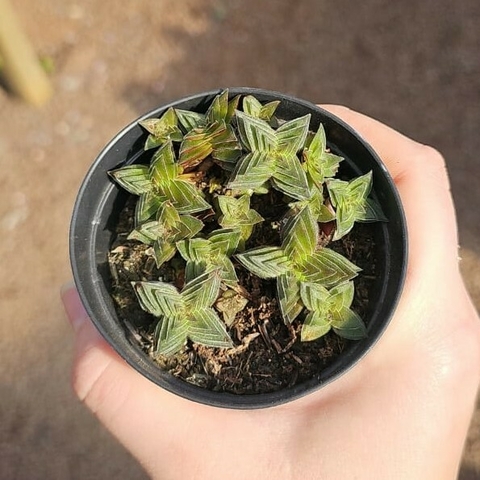Crassula Capitella Thyrsiflora
