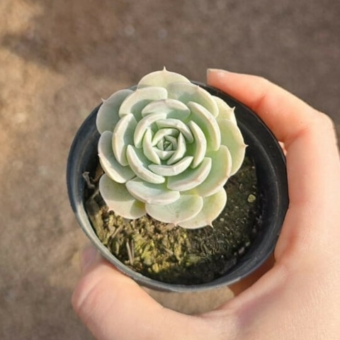 Echeveria Gray Prince