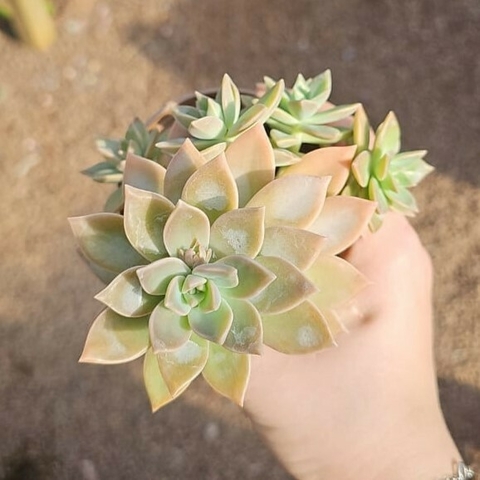 Graptopetalum Crepusculo