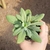Senecio Fulgens
