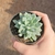 Echeveria Zaragozae