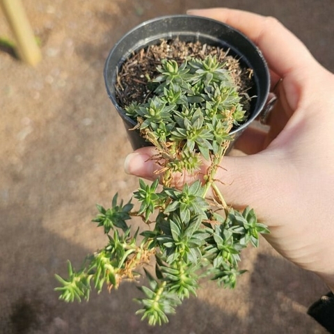 Sedum Lineare