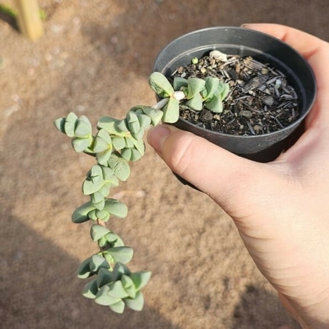 Corpuscularia Lehmannii - Coração-partido