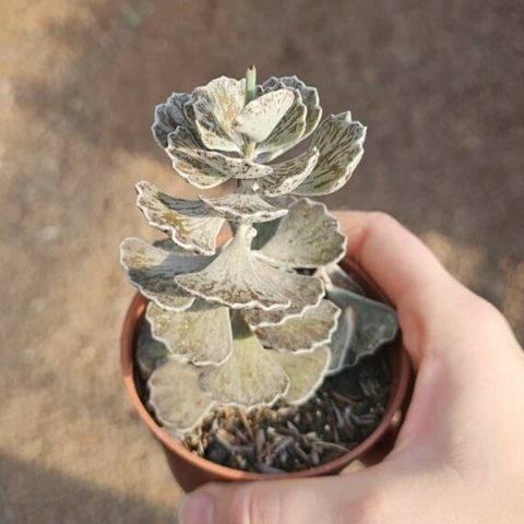 Kalanchoe Rhombopilosa