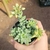 Sedum Treleasei