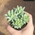 Sedum Nicaeense