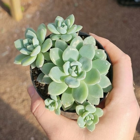 Echeveria Aurora Blue