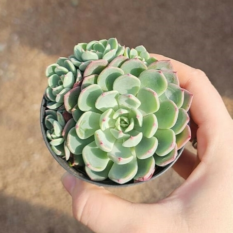Echeveria Sitifukumiama