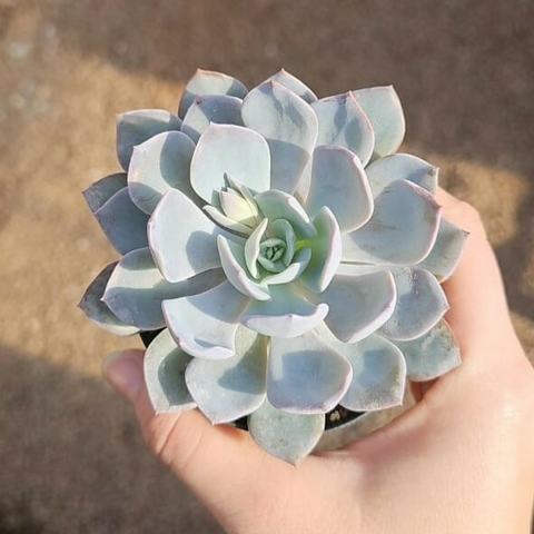 Echeveria Diva