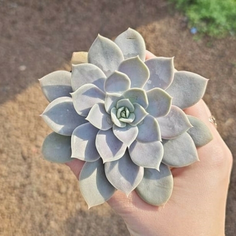 Echeveria Ceniza
