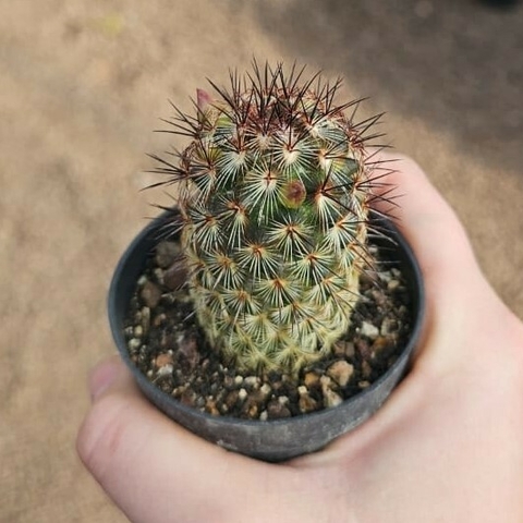 Mammillaria Microhelia Drugeana Red Spines