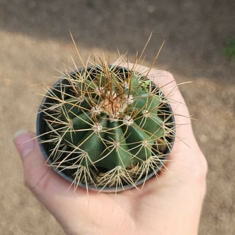 Melocactus Matanzanus