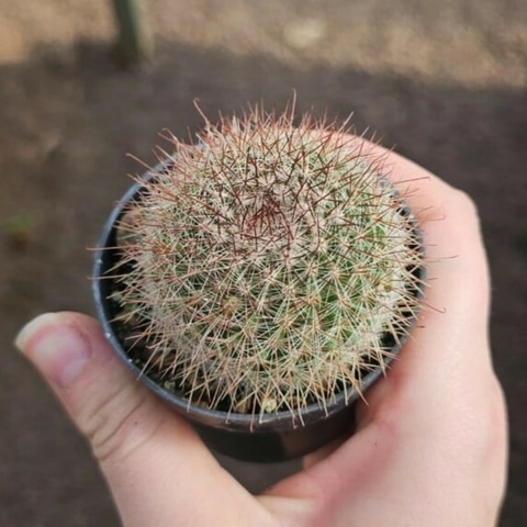 Mammillaria Sylvatica