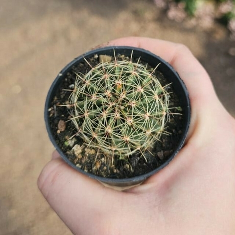 Hemathocactus Setispinus
