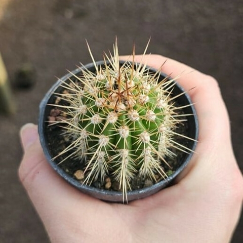 Trichocereus Grandiflorus