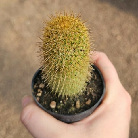 Mamilaria Eriacantha