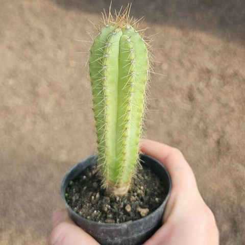 Pilosocereus Magnificus
