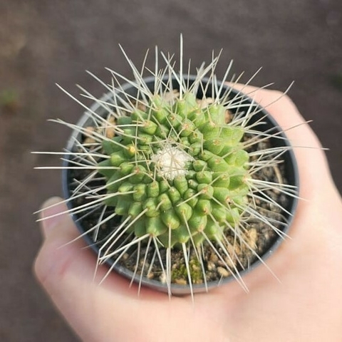 Mammillaria Pico