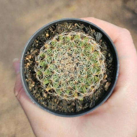 Mammillaria Heyderii