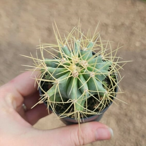 Ferocactus Glaucesceus