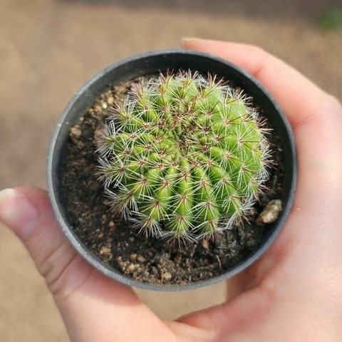 Notocactus Muricactus