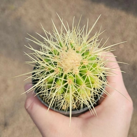Echinocactus Grusonii