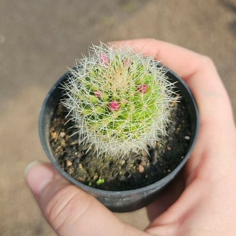 Mammillaria Ernestii