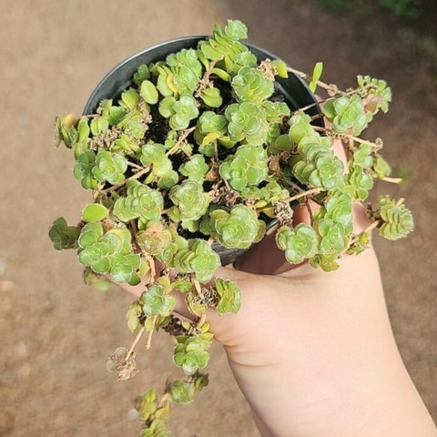 Crassula Selutosa