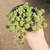 Crassula Selutosa