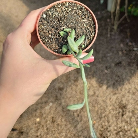 Senecio Herreianus Dinter - Colar de Melancia
