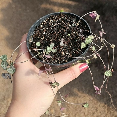 Ceropegia Woodii - Coração Emaranhado