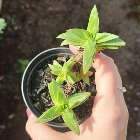 Crassula Capitella