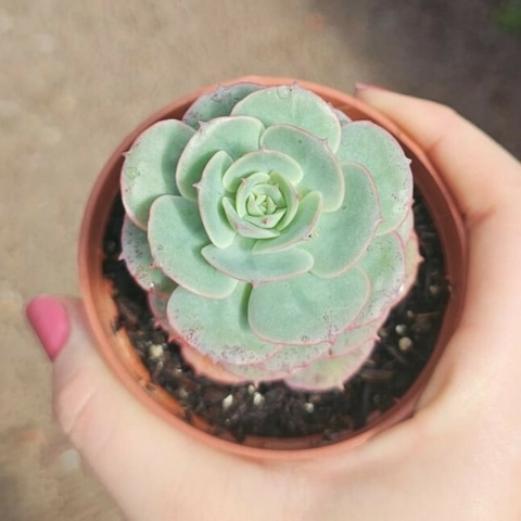 Echeveria Glória