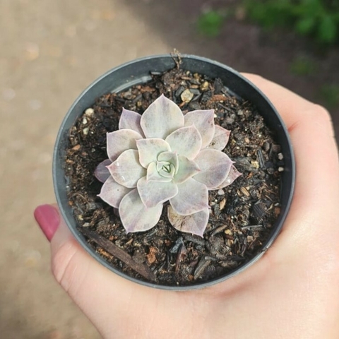 Echeveria Rippling Waters Variegata