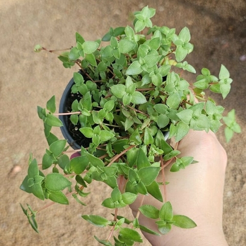 Crassula Pellucida Brachypetala