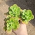 Echeveria Ginmei Tennyo