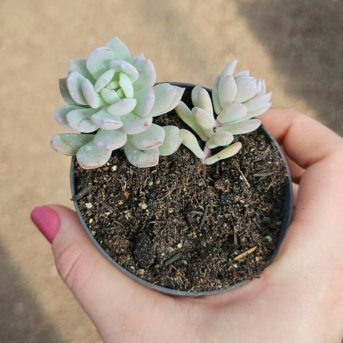 Echeveria Sweet Eva