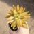 Sedum Golden Glow