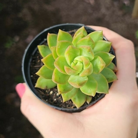 Sedum Adolphi