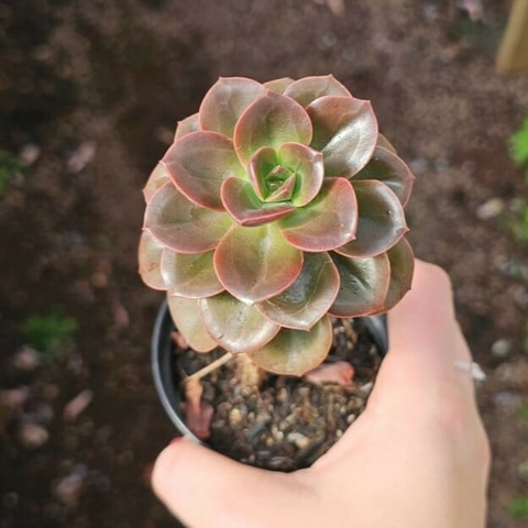Echeveria Melaco