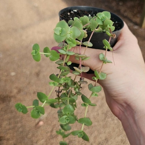 Crassula Pellucida