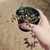 Sedum Stahlii