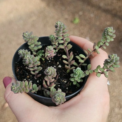 Sedum Versadense v. Chontalense