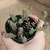 Sedum Versadense v. Chontalense