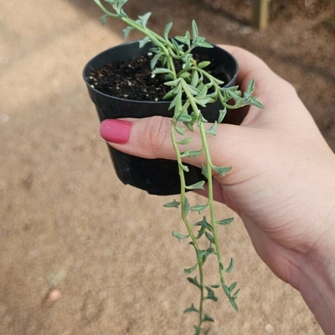 Senecio Peregrinus - Colar de Golfinho