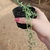 Senecio Peregrinus - Colar de Golfinho