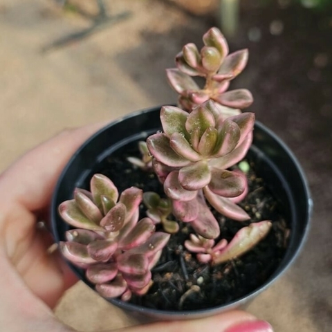 Sedum Chocolate Variegata