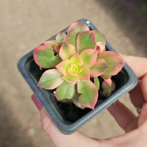 Aeonium Kiwi