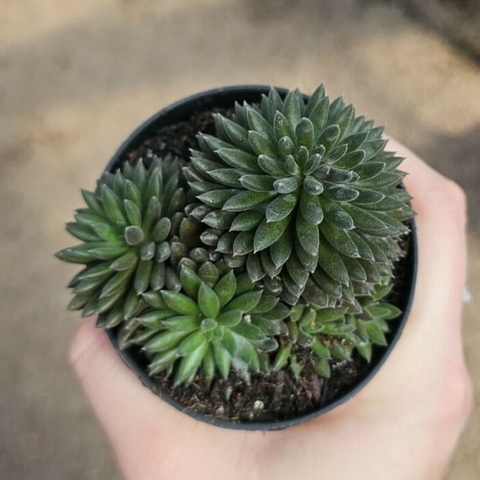 Sinocrassula Yunnanensis